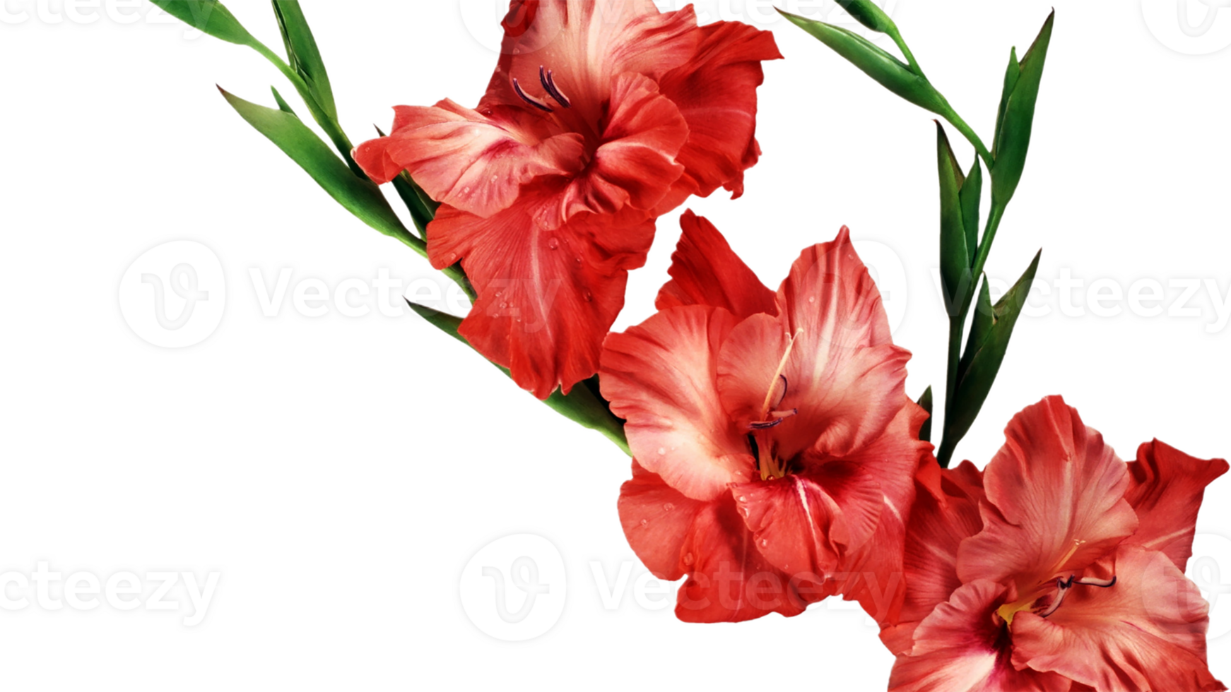 gladiolus png transparent background