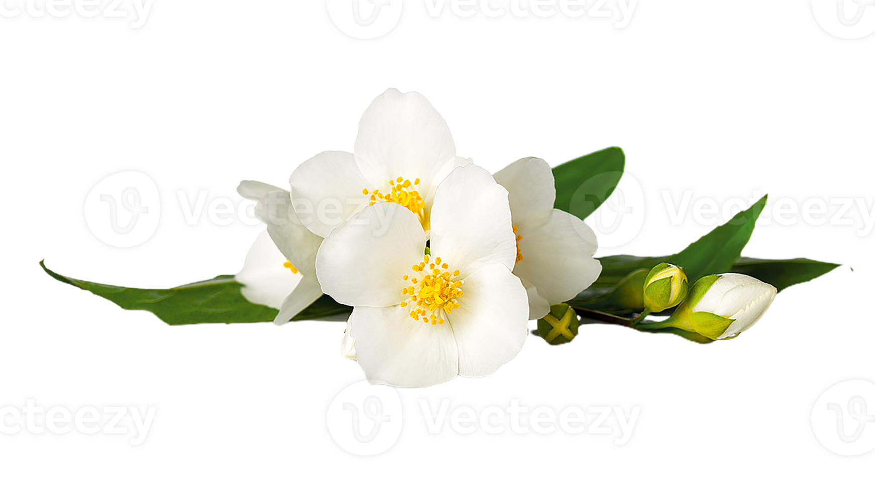 jasmine flower png transparent background