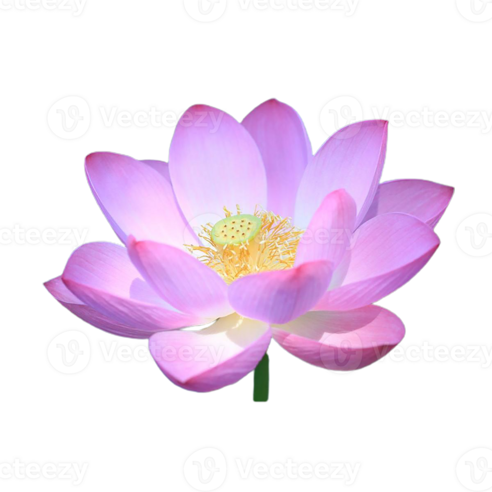 lotus flower png transparent background