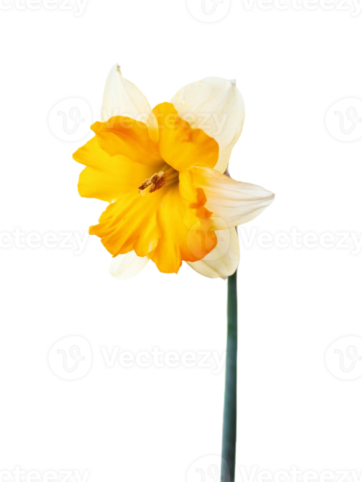 daffodil flower png transparent background