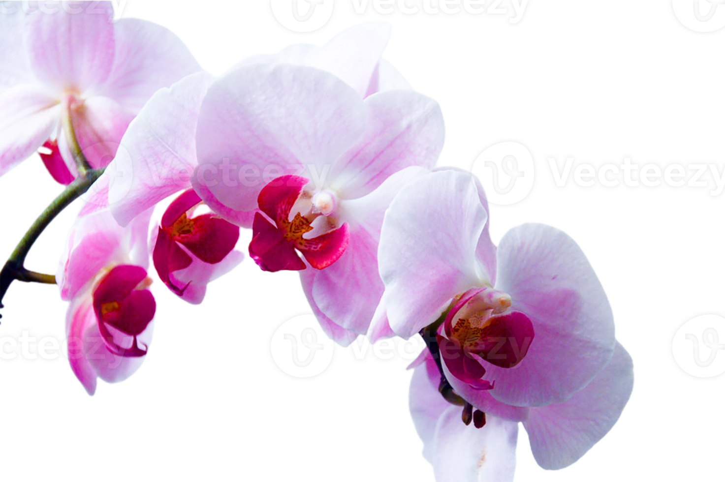 orchid flower png transparent background