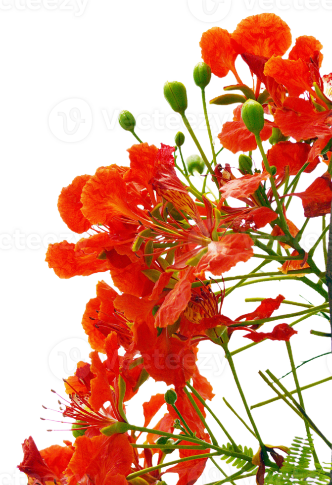 Gulmohar flower png transparent background
