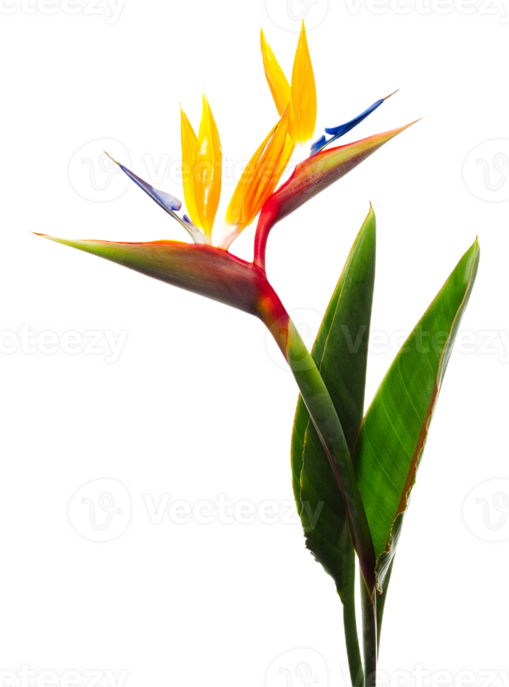 vogel van paradijs bloem PNG transparant achtergrond