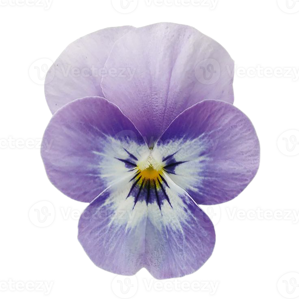 viola flower png transparent background