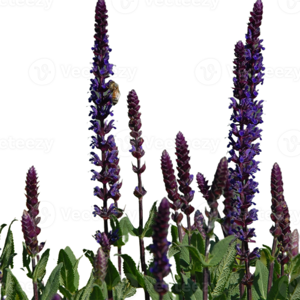 false salvia flower png transparent background