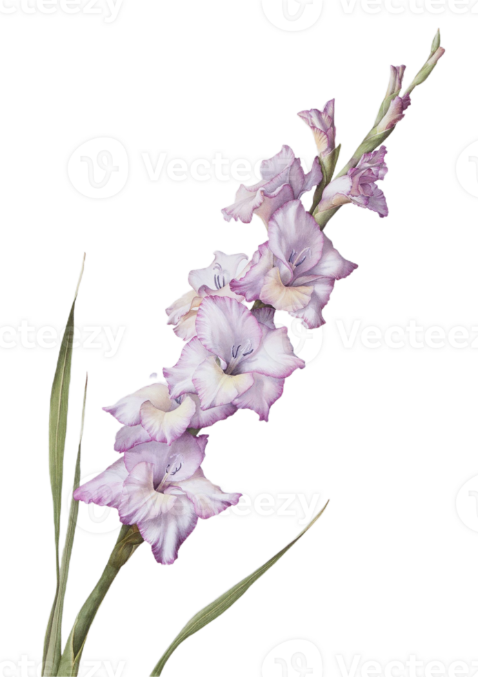 gladiolus png transparent background