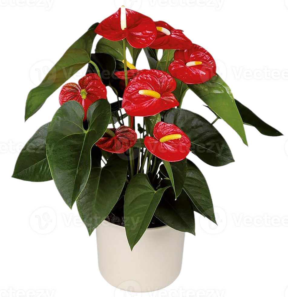 Anthurium flower png transparent background