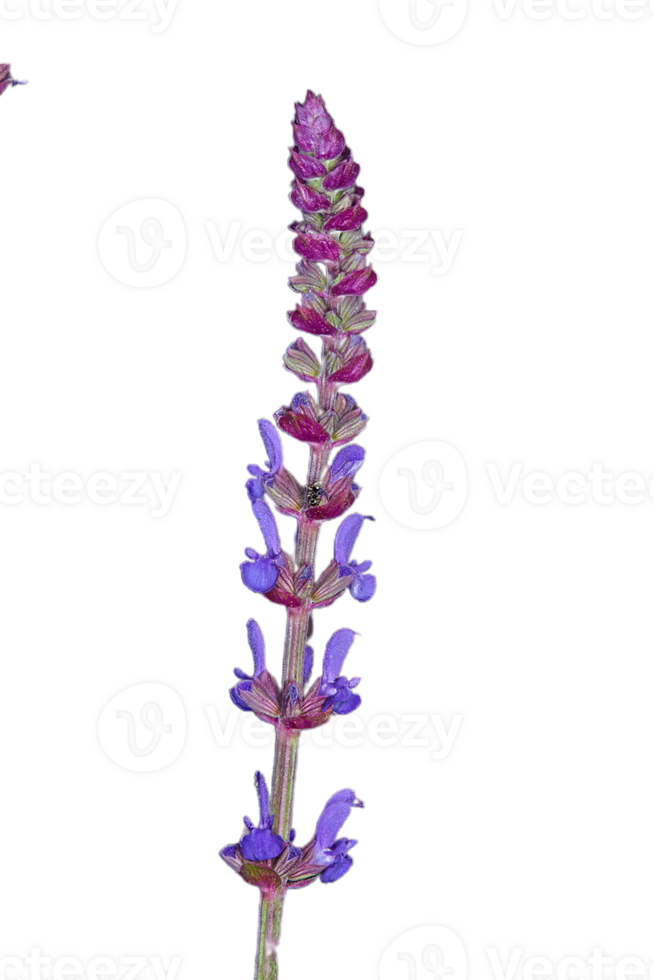 false salvia flower png transparent background