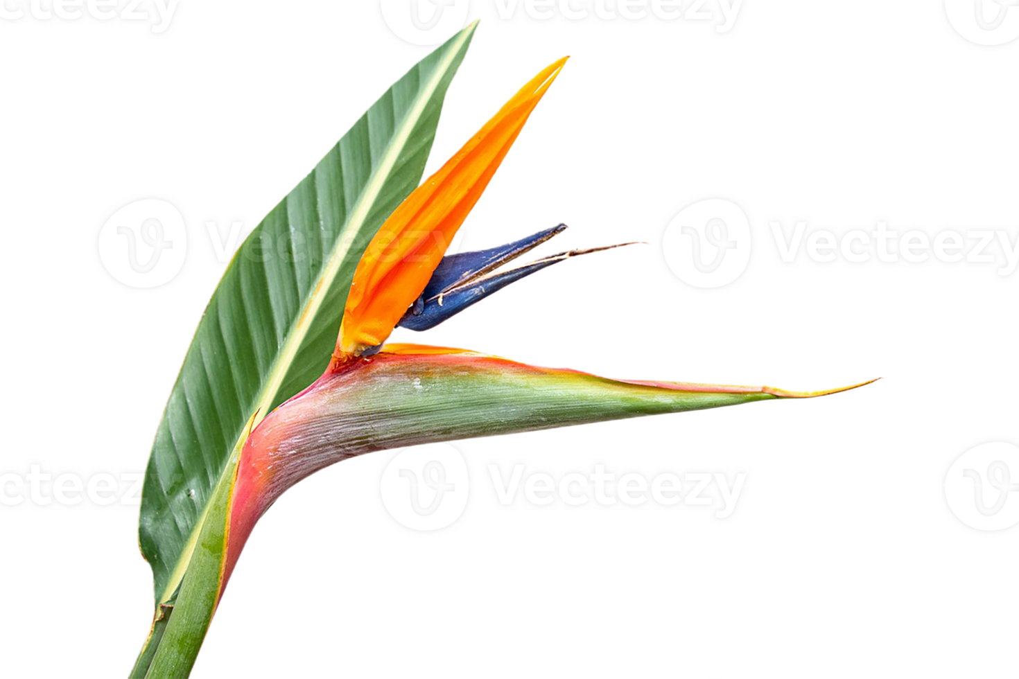 bird of paradise flower png transparent background