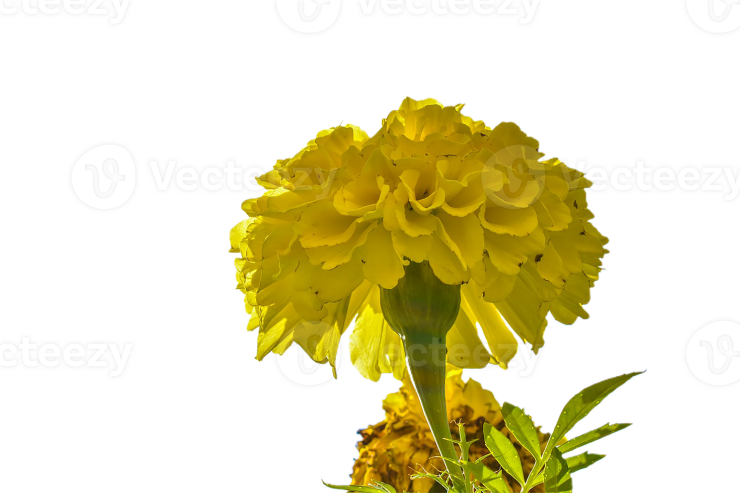 Marigold flower png transparent background