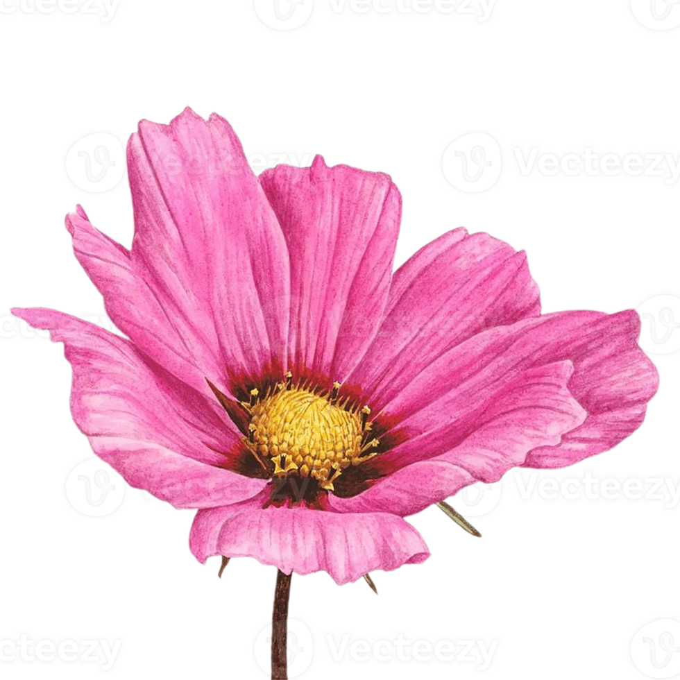 Cosmos flower png transparent background