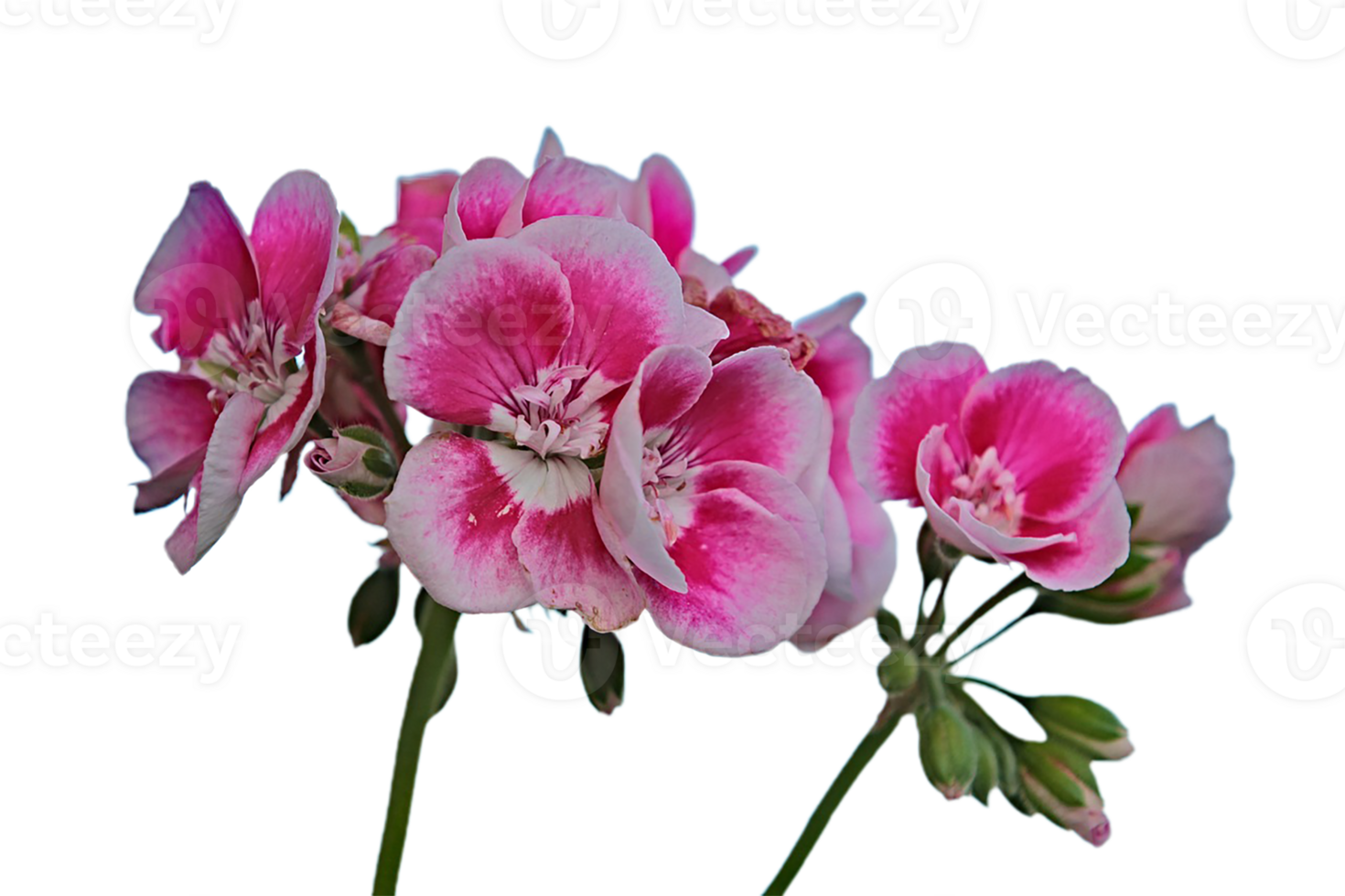 geranium flower png transparent background