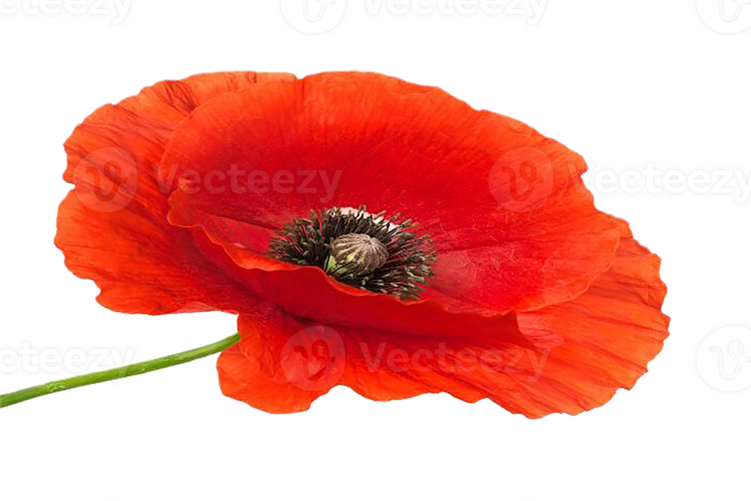 poppy flower png transparent background