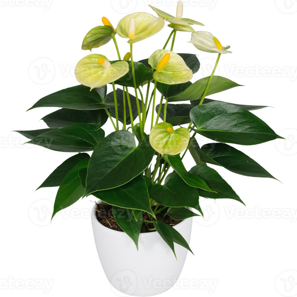 Anthurium flower png transparent background