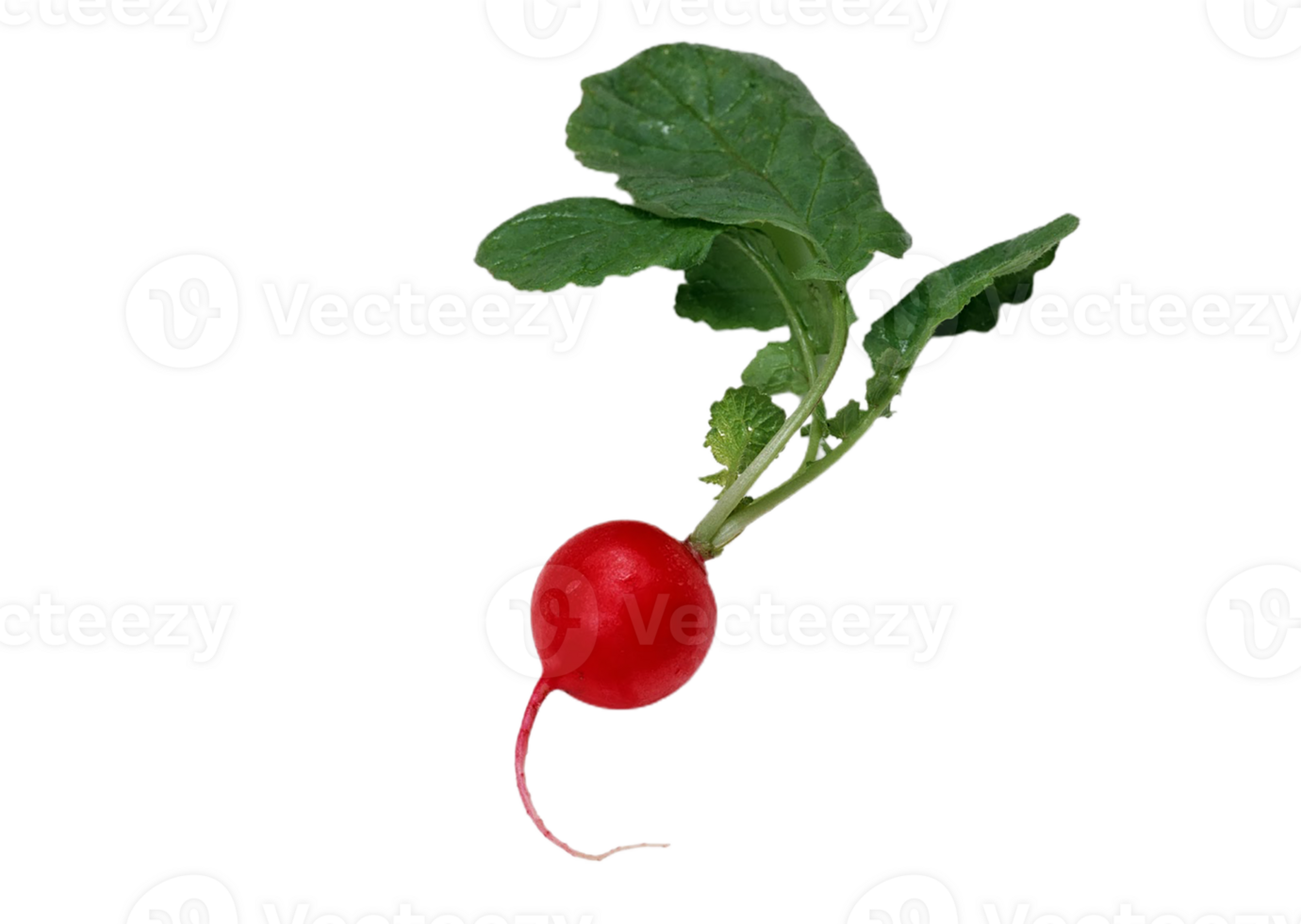 radish png transparent background 29712138 PNG