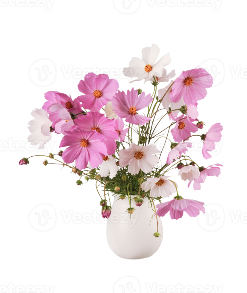 Cosmos flower png transparent background