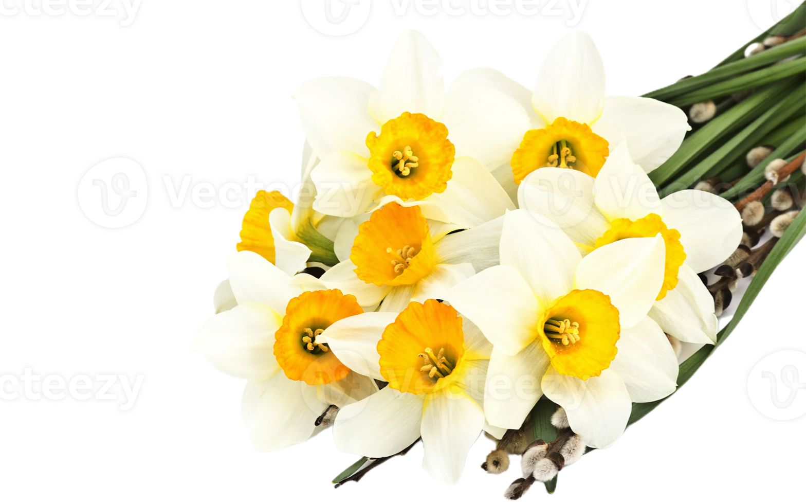 daffodil flower png transparent background