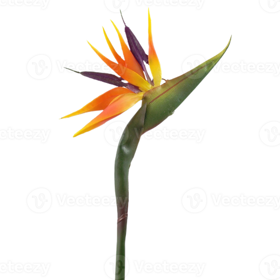 bird of paradise flower png transparent background