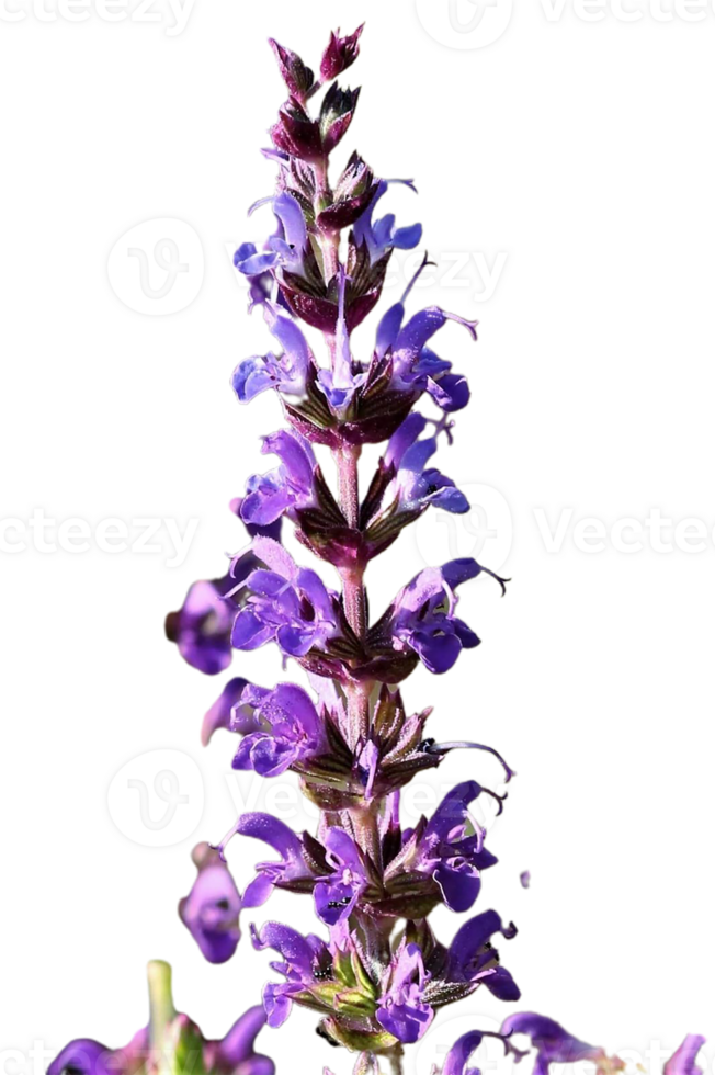 false salvia flower png transparent background