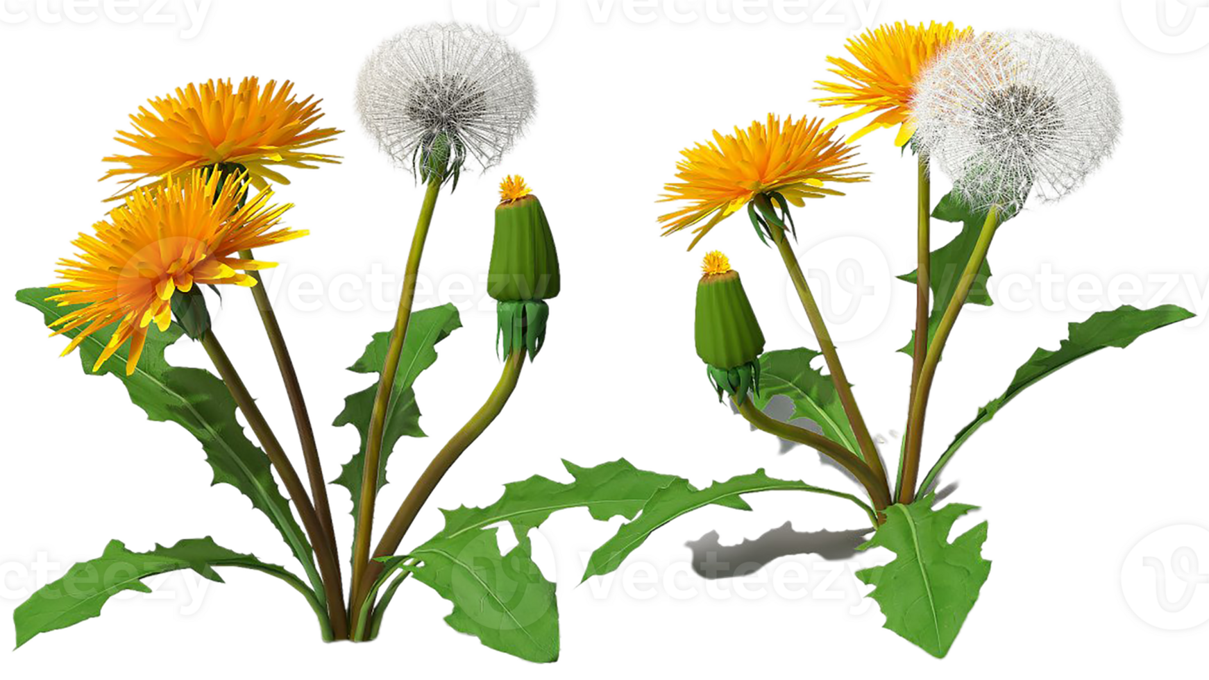 dandelion flower png transparent background