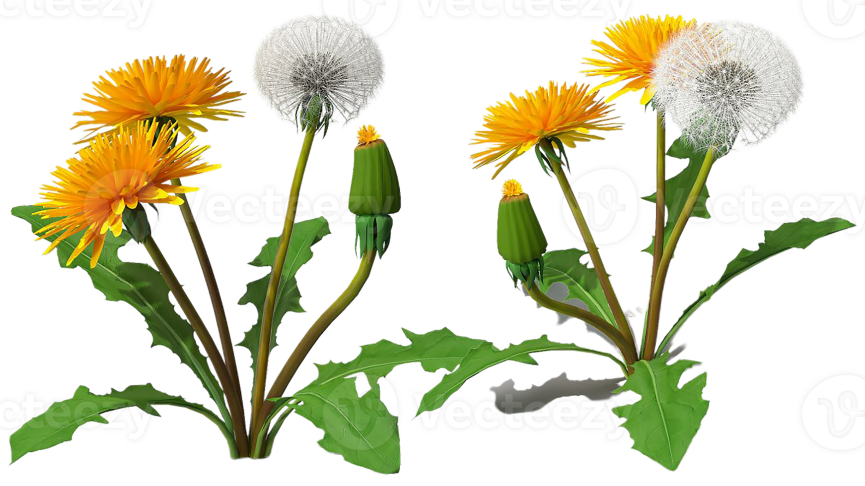 paardebloem bloem PNG transparant achtergrond