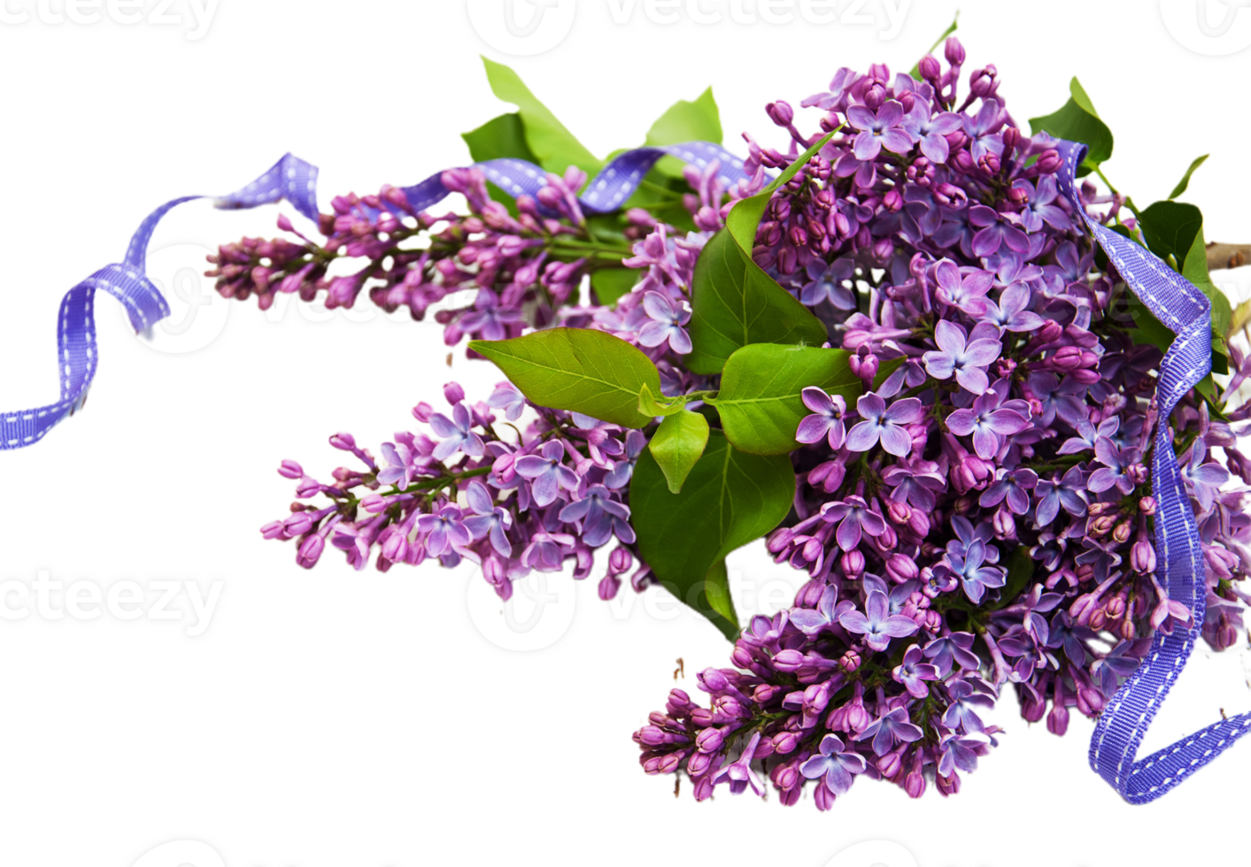 Lilac flower png transparent background