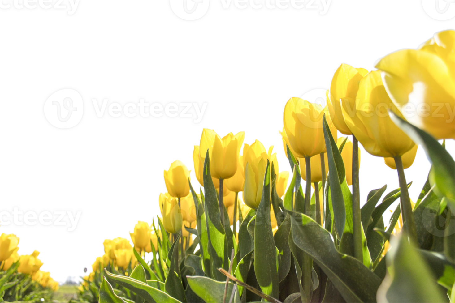 Tulip flower png transparent background