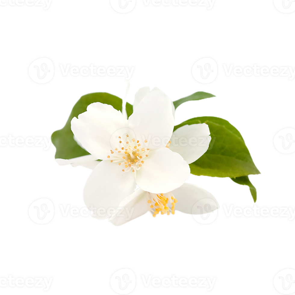 jasmine flower png transparent background 29712273 PNG
