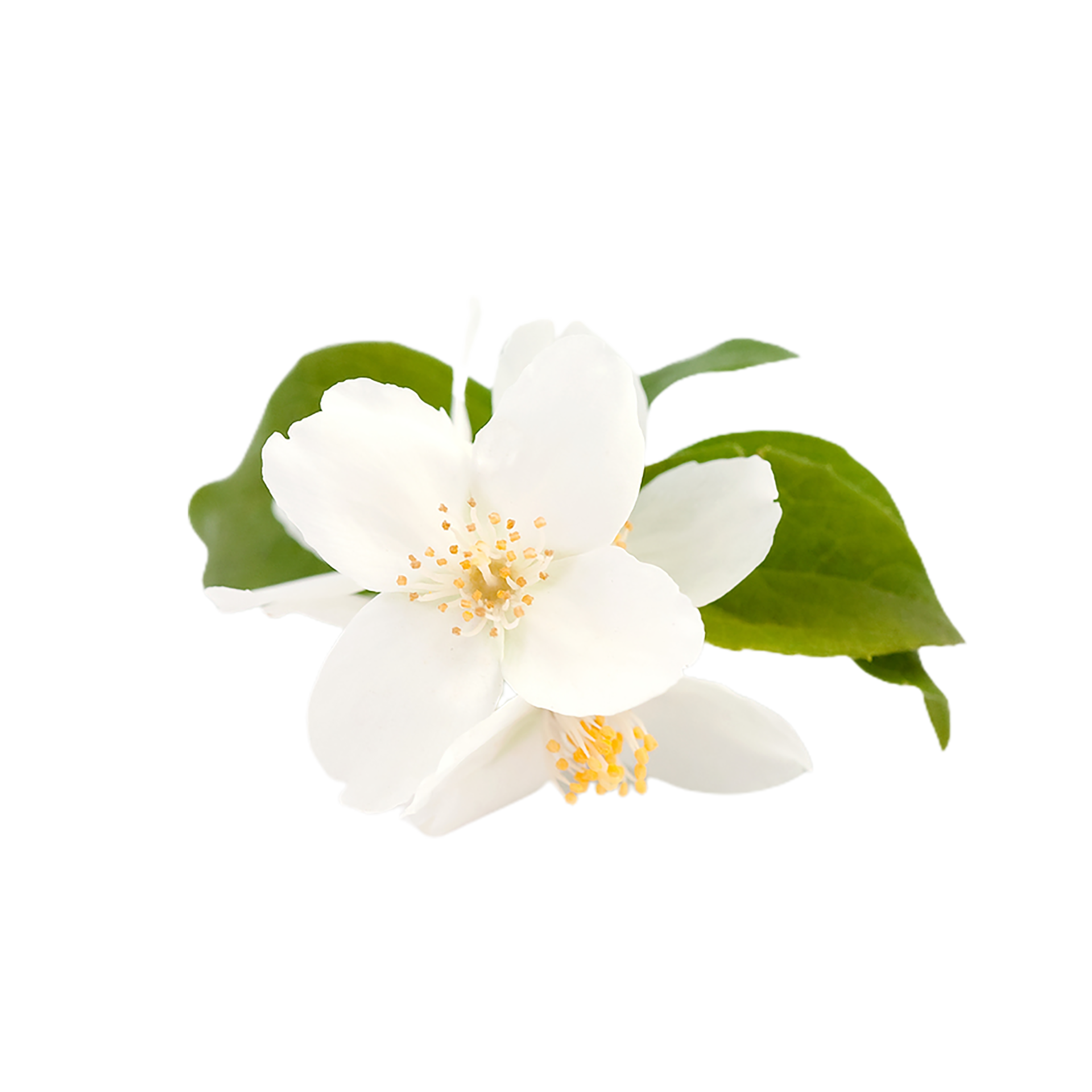 jasmine flower png transparent background 29712273 PNG