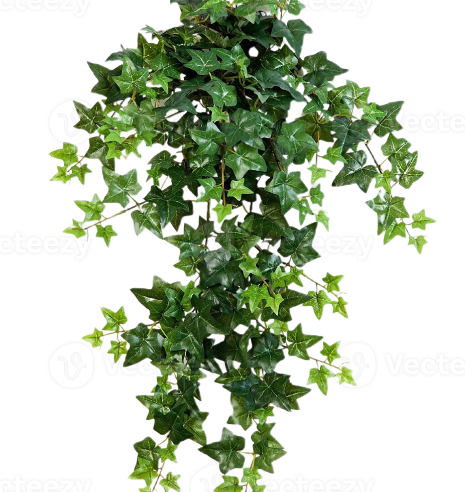 hedera helix png transparent bakgrund
