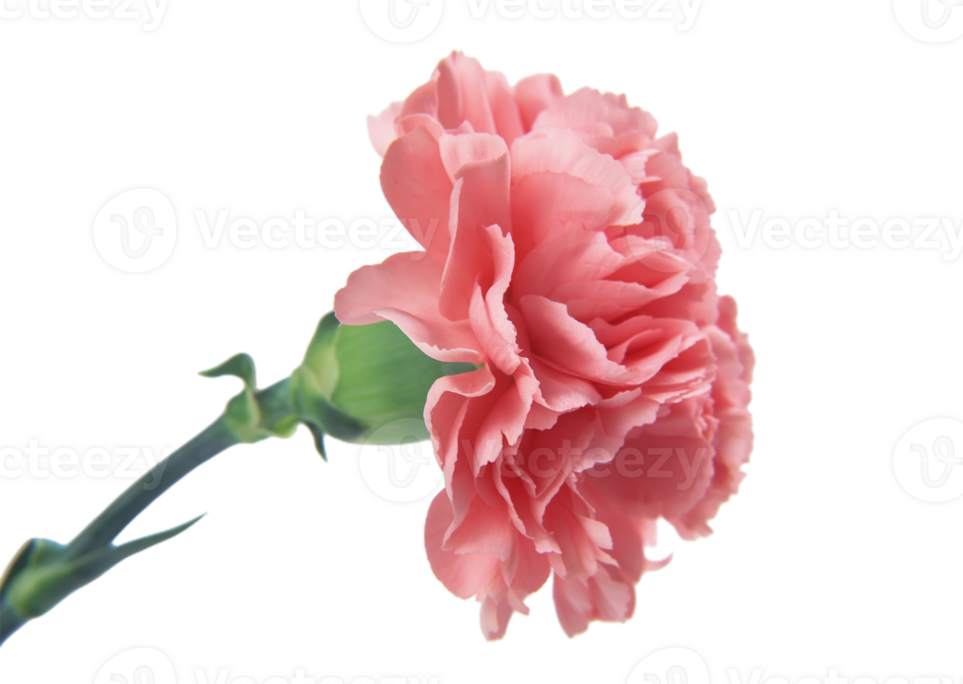 carnation flower png transparent background
