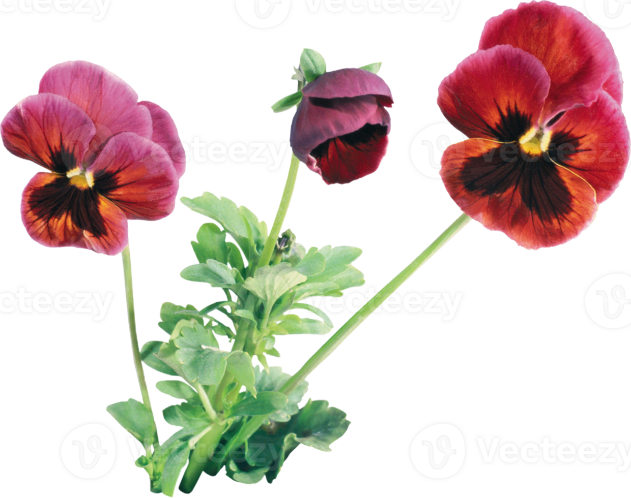 Pansy flower png transparent background