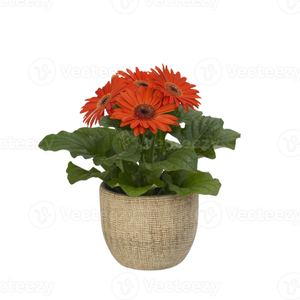 Gerbera png transparent background