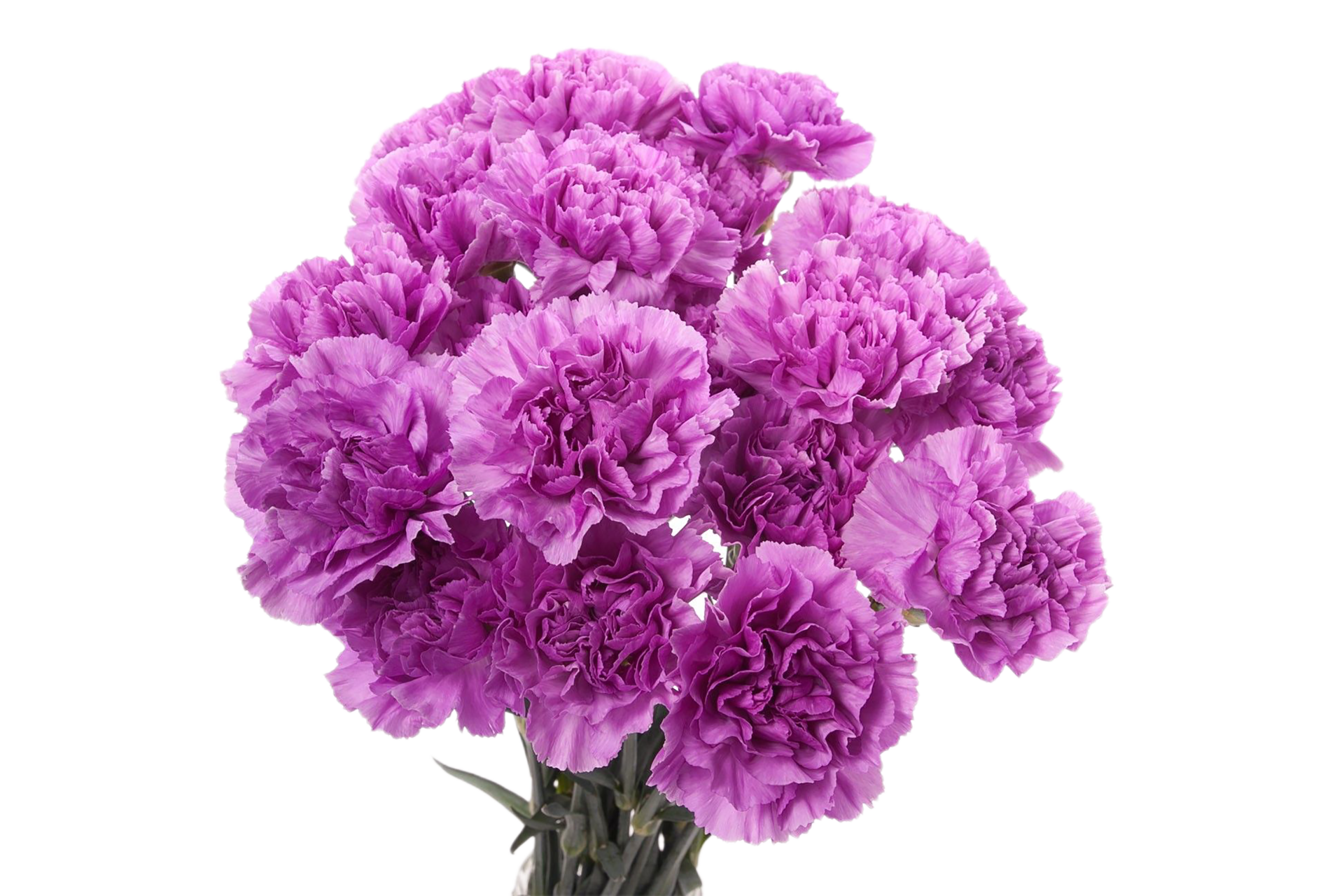 carnation flower png transparent background 29712480 PNG