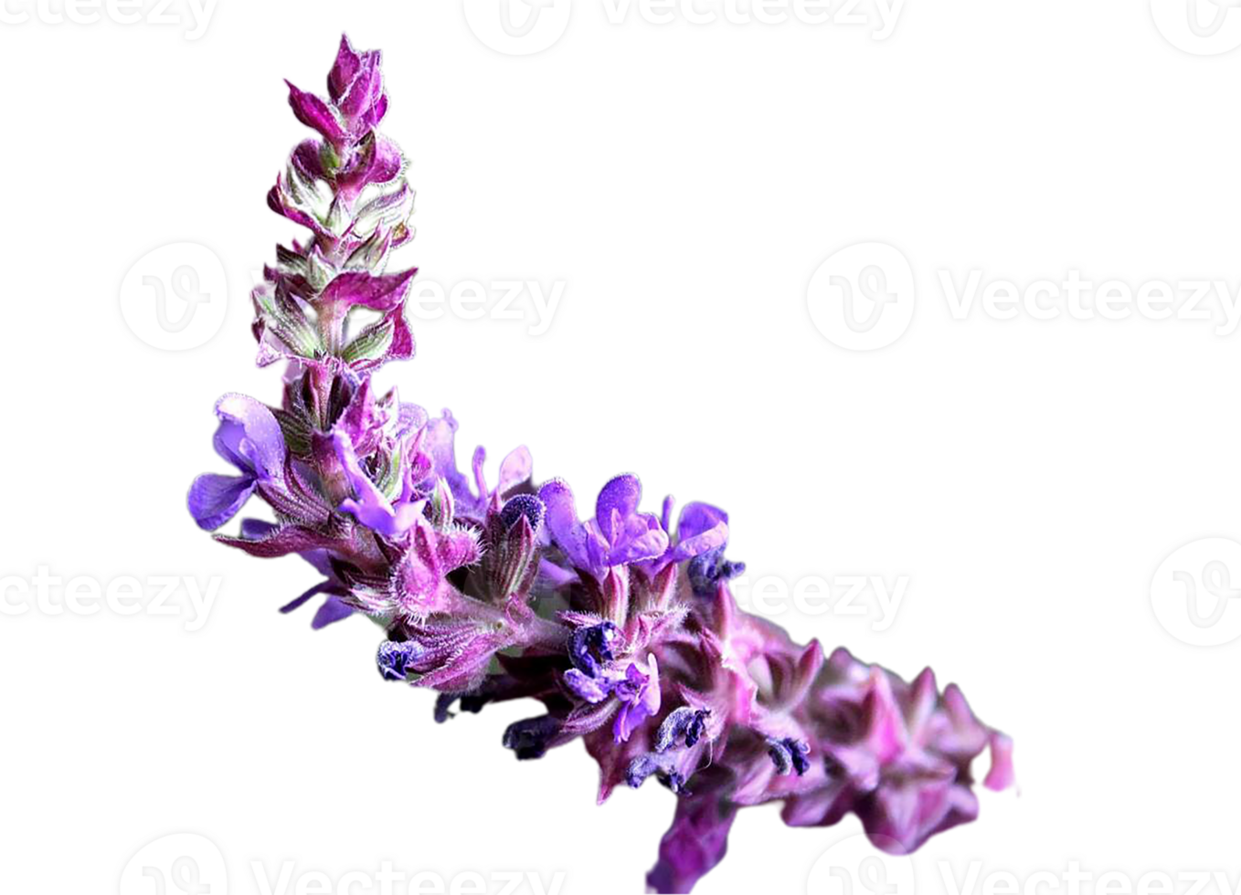 false salvia flower png transparent background