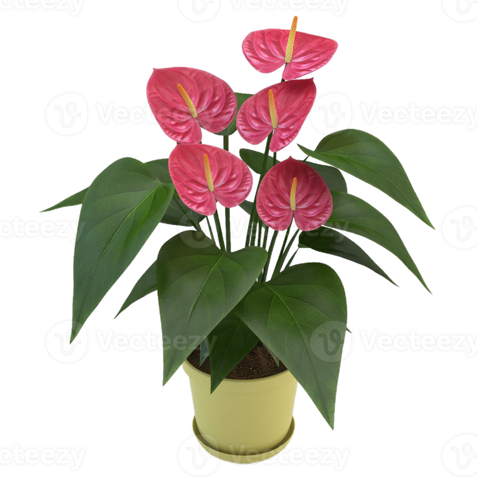 Anthurium flower png transparent background