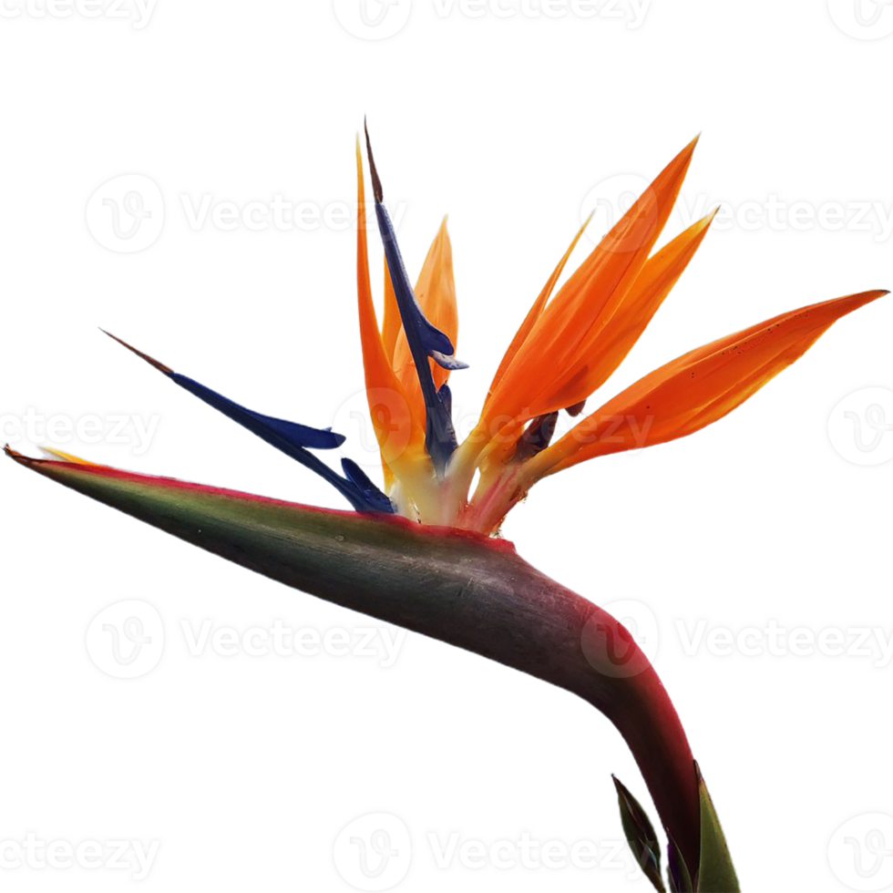 bird of paradise flower png transparent background