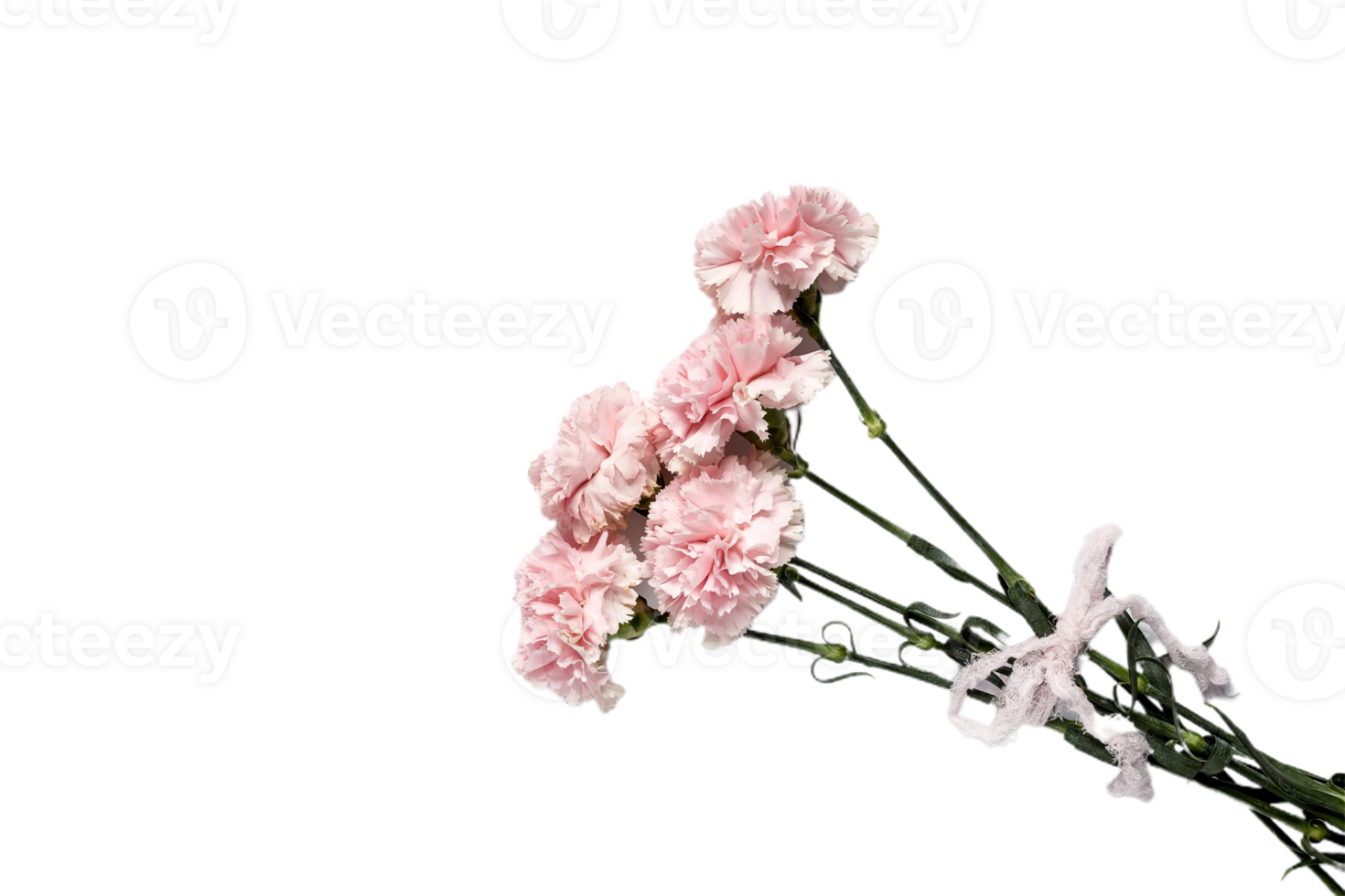 carnation flower png transparent background