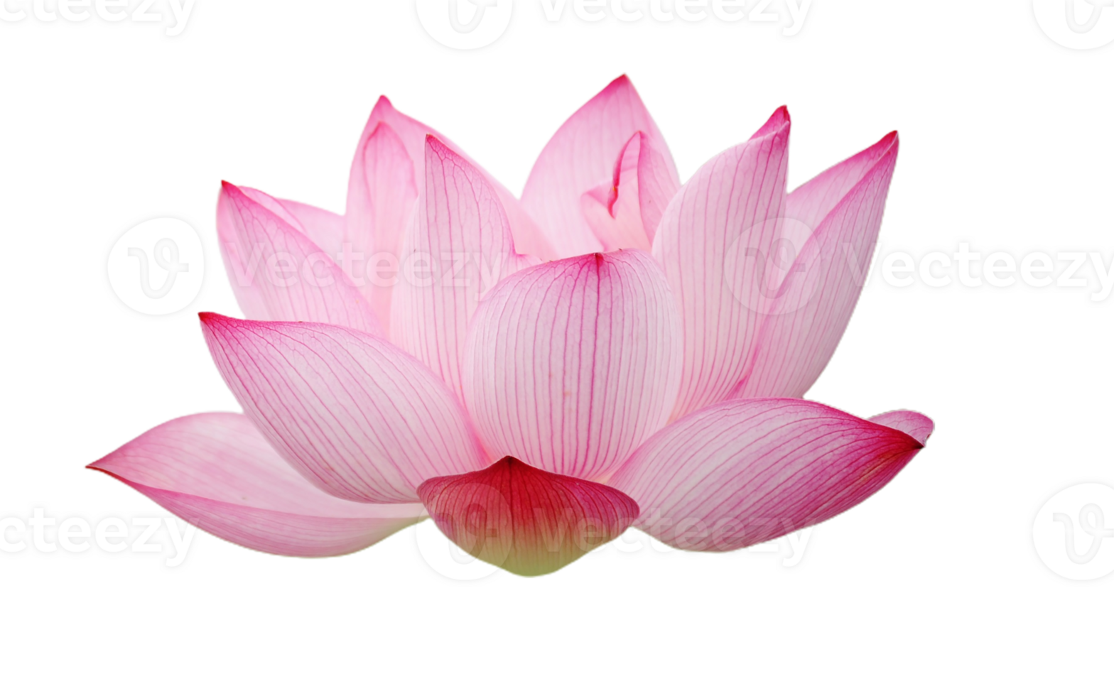 lotus flower png transparent background