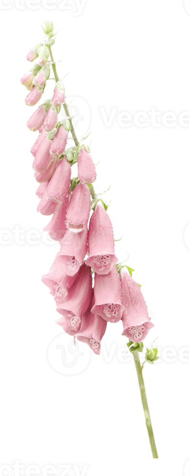 foxglove flower png transparent background