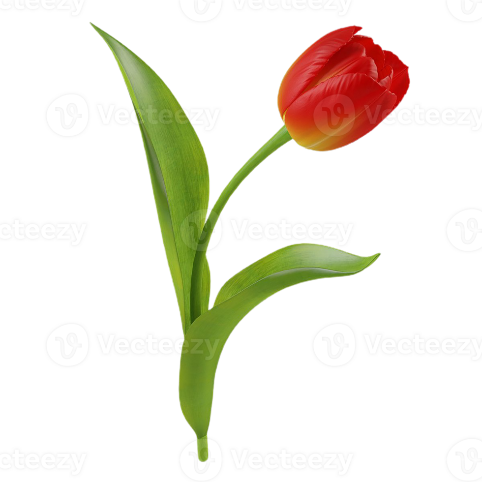 Tulip flower png transparent background