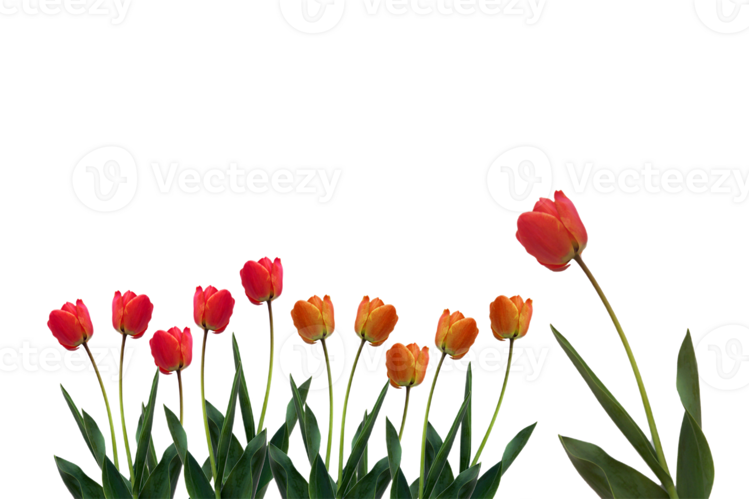 Tulip flower png transparent background