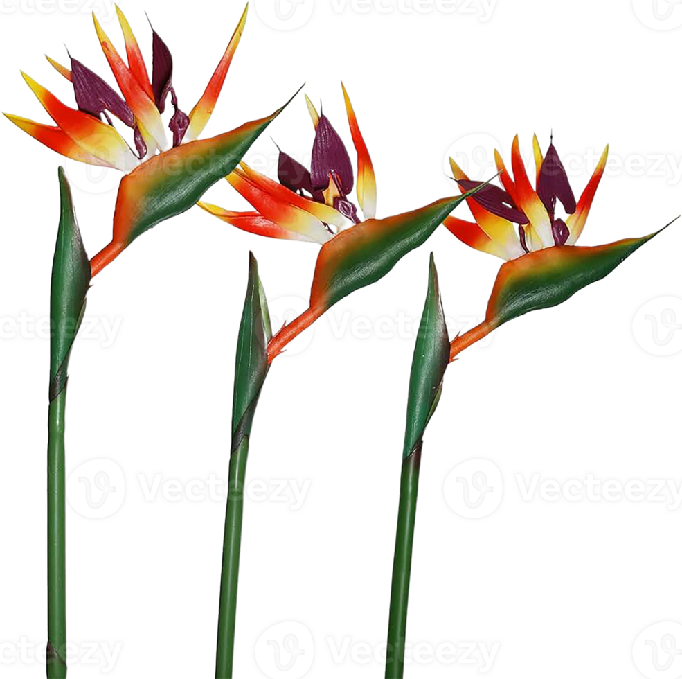 bird of paradise flower png transparent background