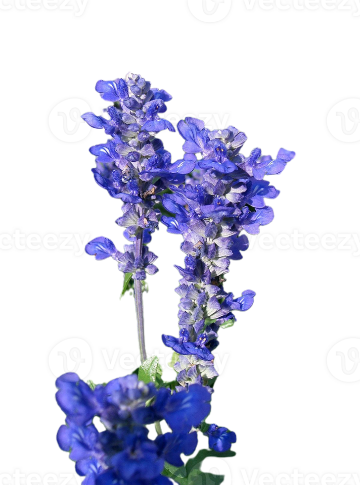 false salvia flower png transparent background