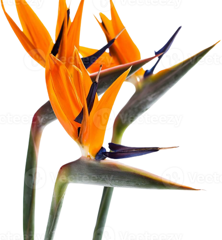 bird of paradise flower png transparent background