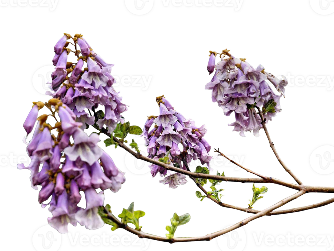 foxglove flower png transparent background