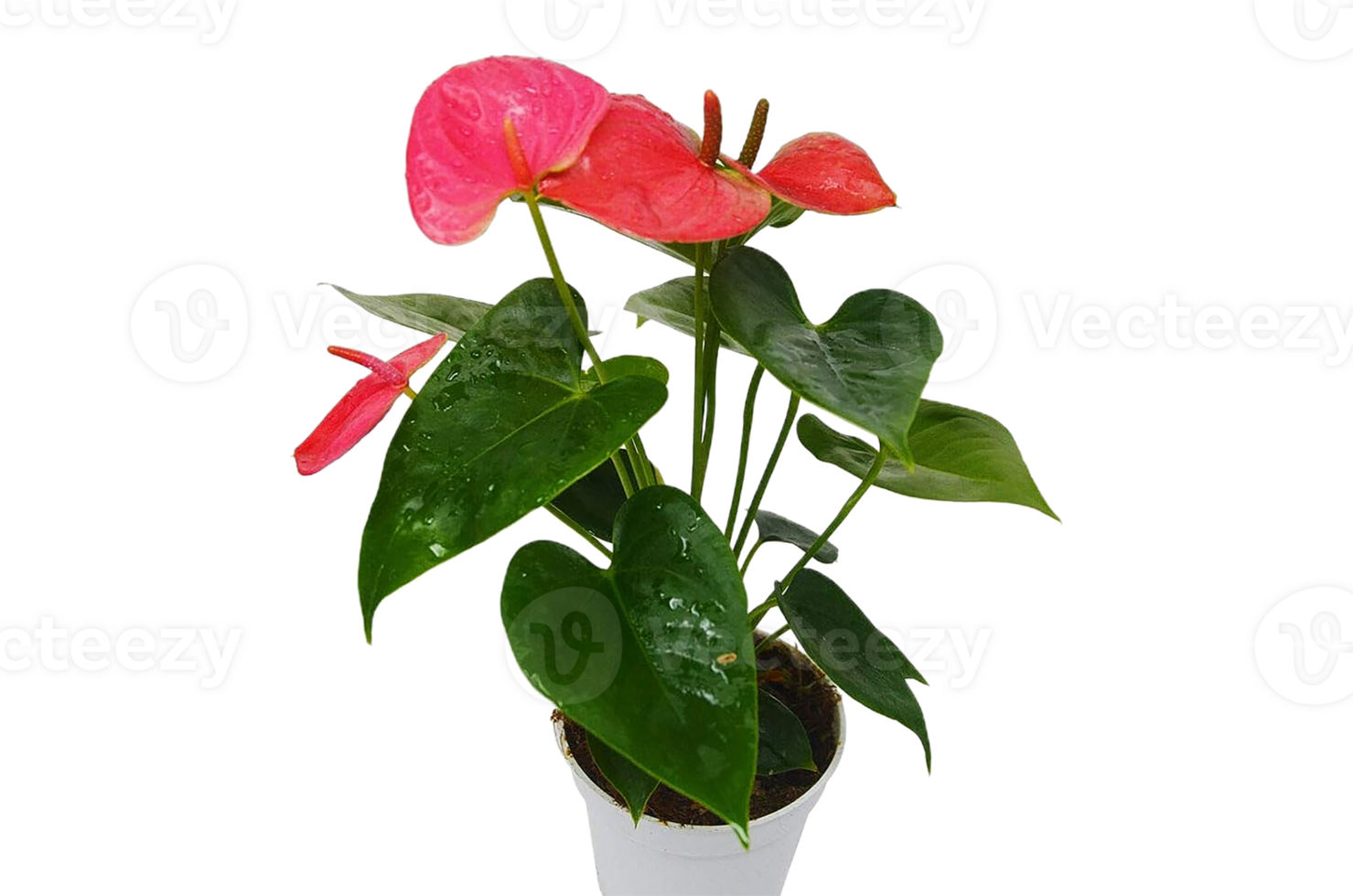 Anthurium flower png transparent background