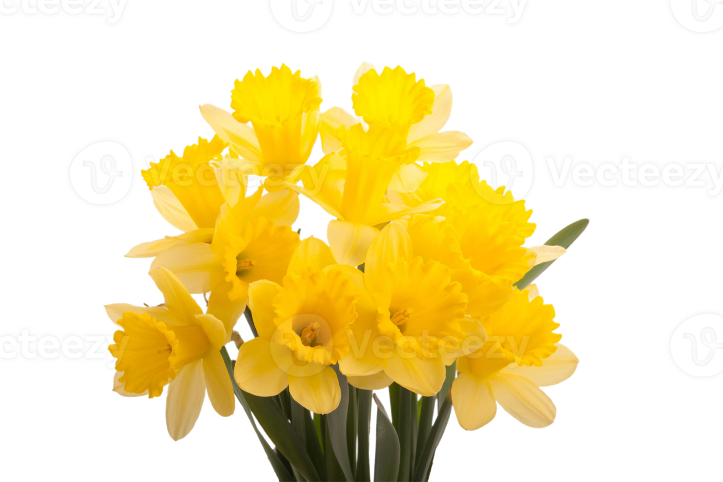 daffodil flower png transparent background