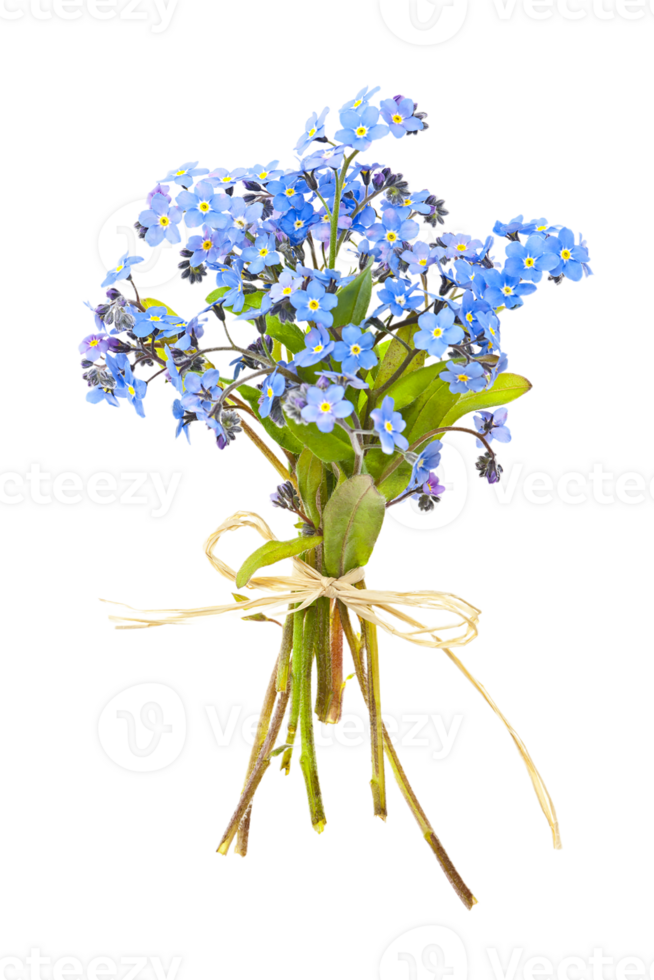 forget me not flower png transparent background