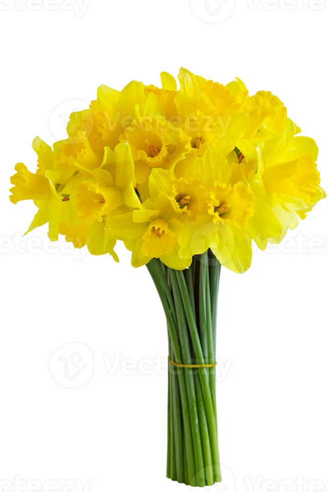 daffodil flower png transparent background